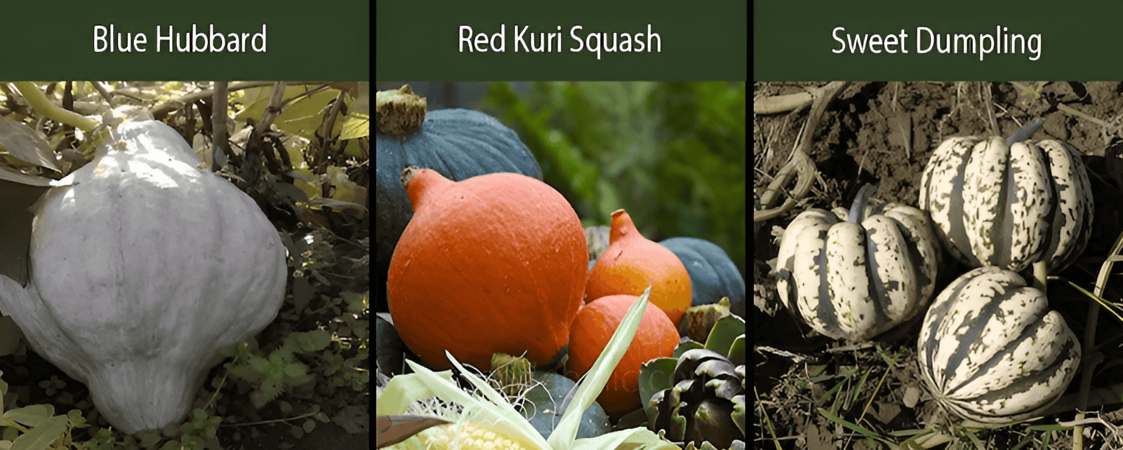 blue hubbard squash red kuri squash sweet dumpling squash varieties